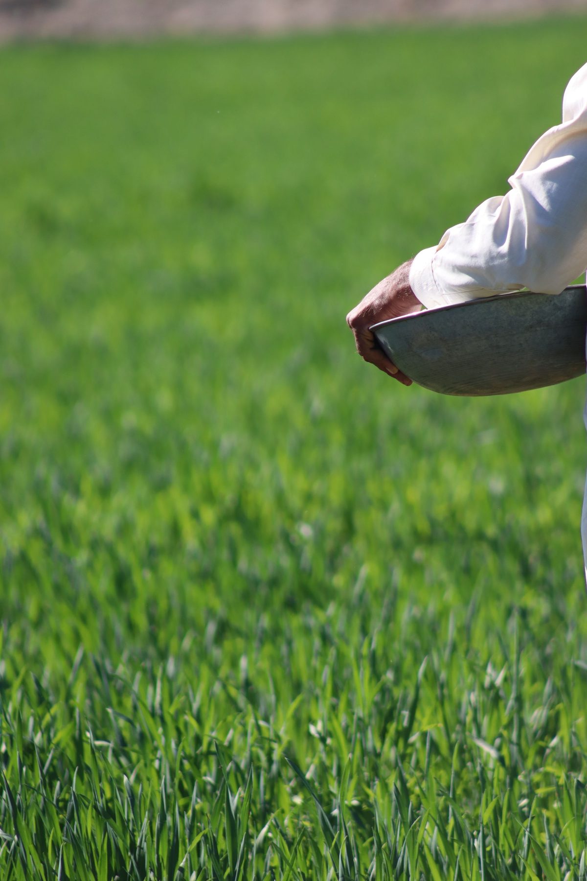 Grass seed being spread over a lawn